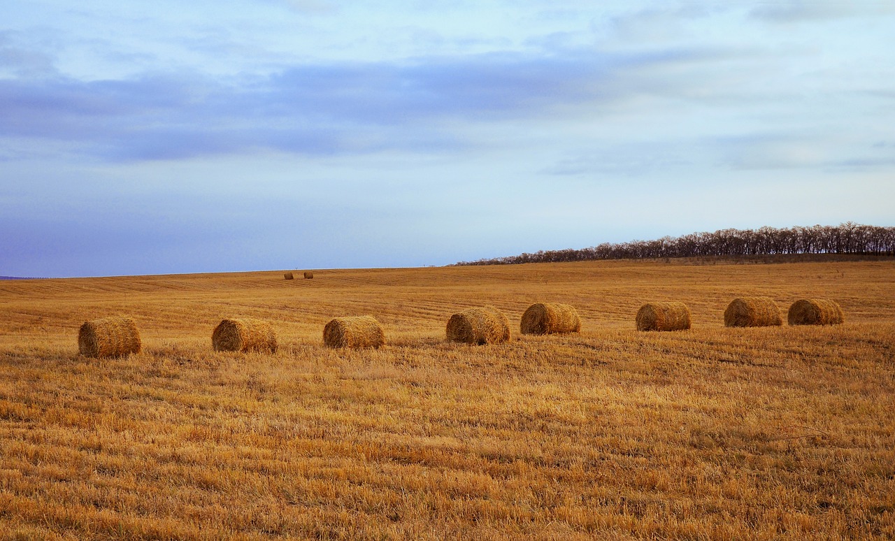 hay 1280